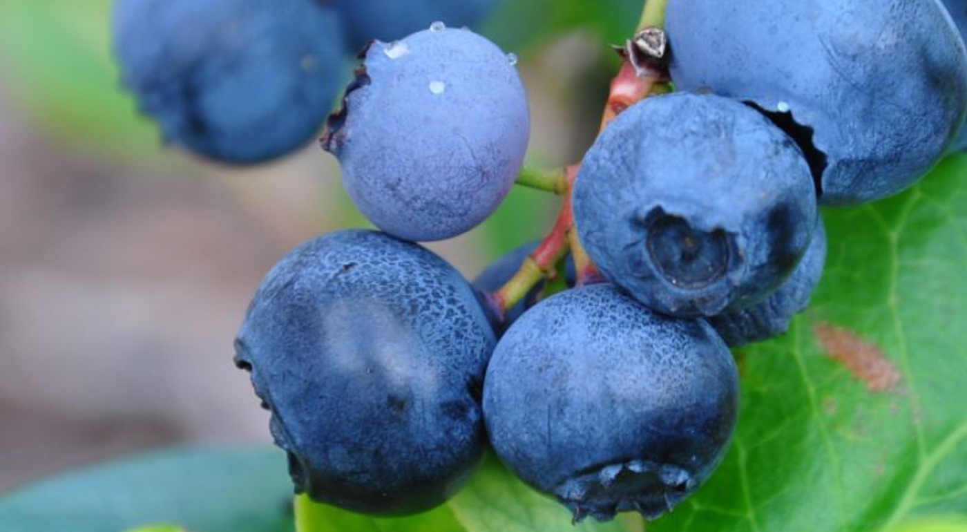 Mustikat - MUSTILA PUUTARHA